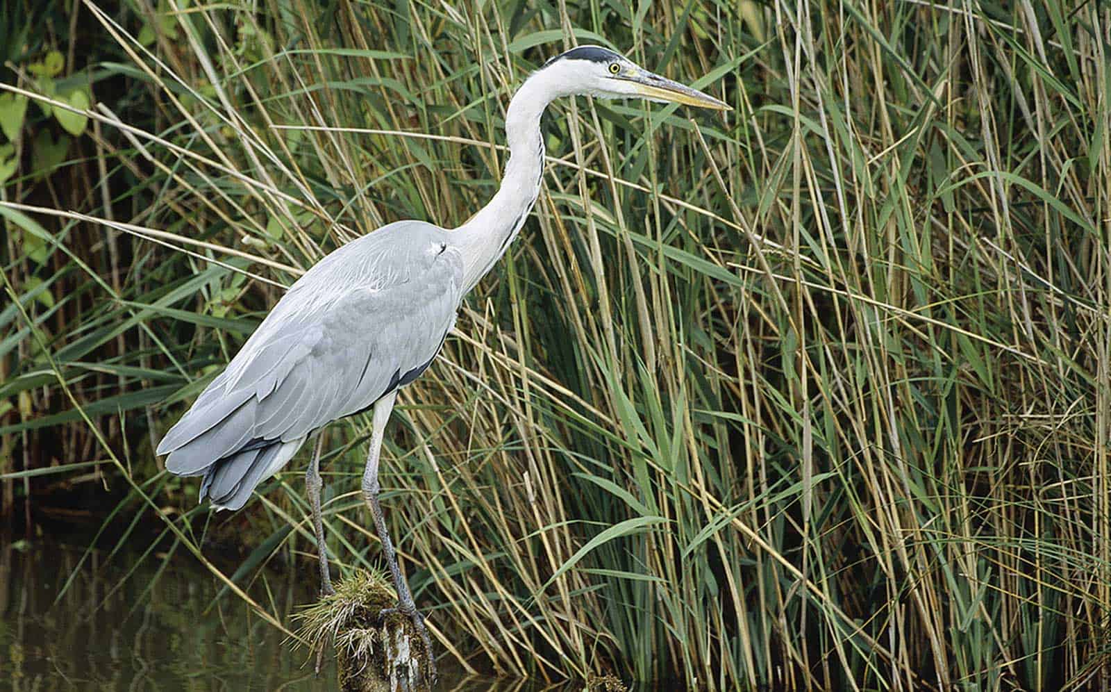 An den Ufern der Kleinmecklenburger Seenplatte lassen sich Reiher ganz aus der Nähe betrachten. © Magazin Seenland