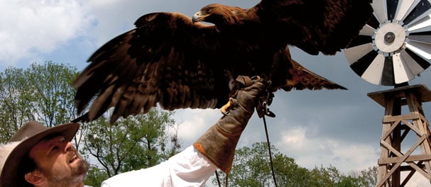 Tägliche Programme wie Greifvogelvorführungen lassen die Western-Welt lebendig werden. Foto: EL DORADO Templin Tägliche Programme wie Greifvogelvorführungen lassen die Western-Welt lebendig werden. Foto: EL DORADO Templin