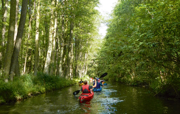 Dichrer Wald säumt die Kanu Strecke druch die Mecklenburgische Seenplatte.